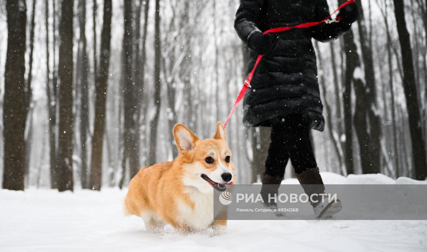 Снег в Москве