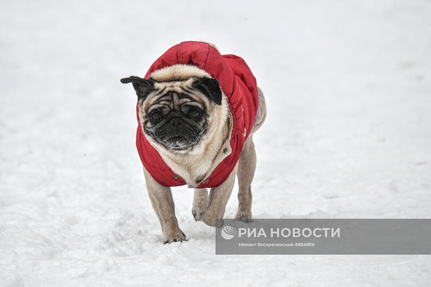 Снег в Москве