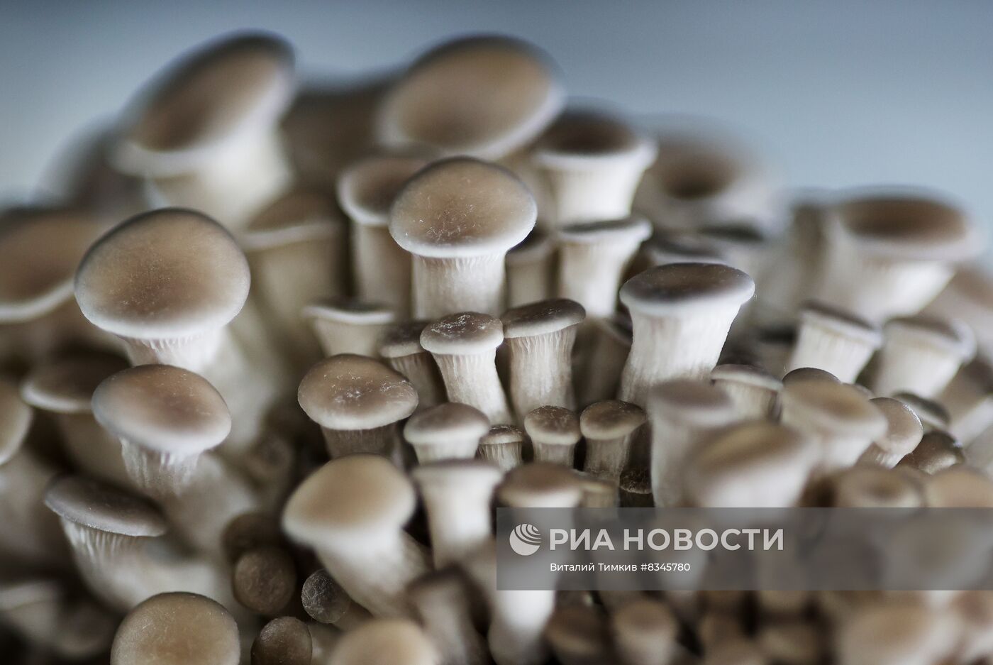 Выращивание грибов сетью супермаркетов "Магнит" в Краснодарском крае