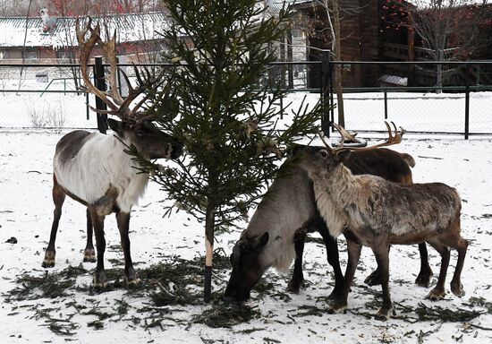 Утилизация новогодних елок в красноярском зоопарке
