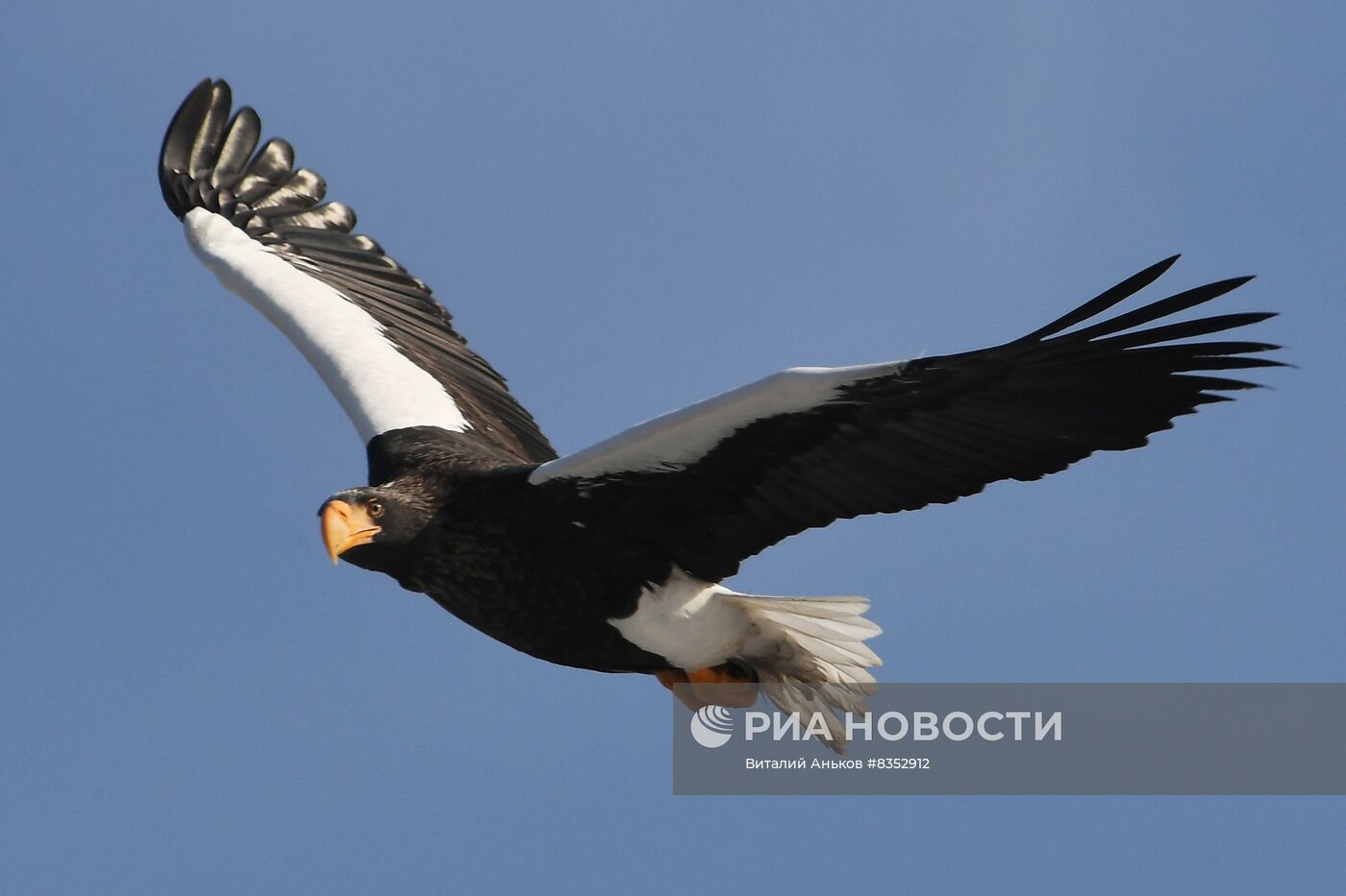 Зимовка краснокнижных орланов и полярных чаек во Владивостоке