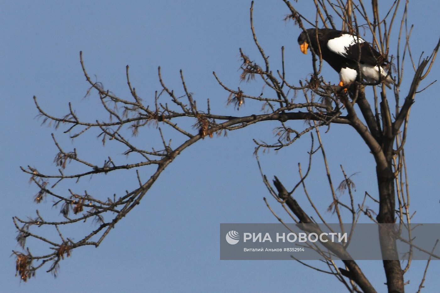 Краснокнижные орланы во Владивостоке