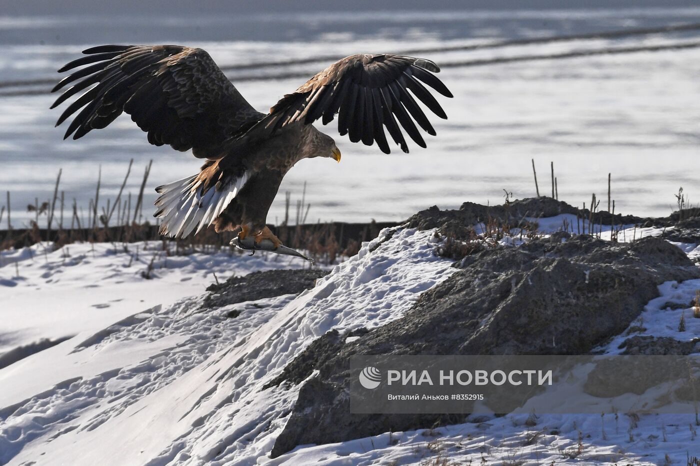 Зимовка краснокнижных орланов и полярных чаек во Владивостоке