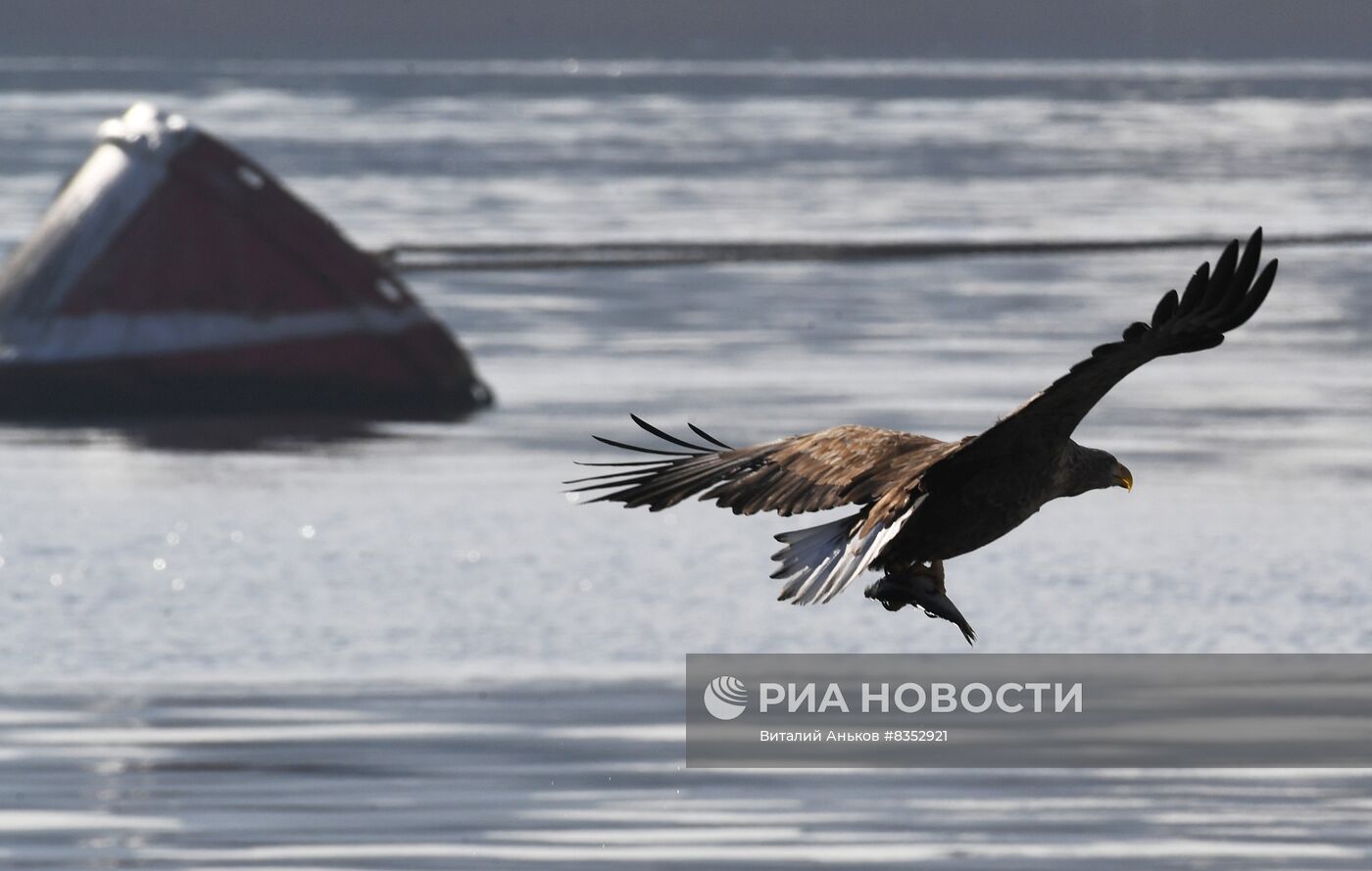 Зимовка краснокнижных орланов и полярных чаек во Владивостоке