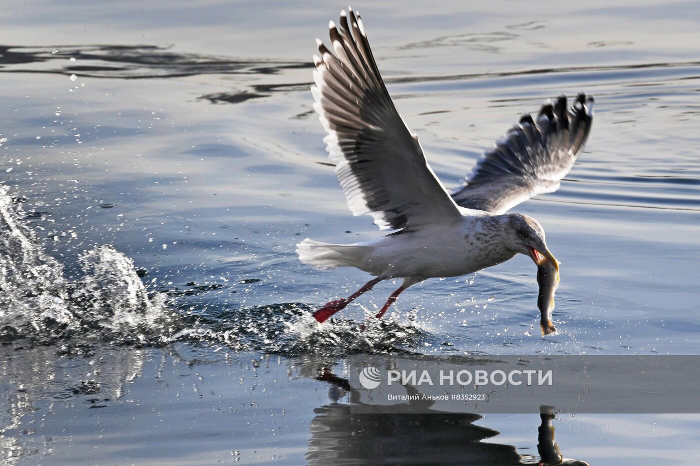 Зимовка краснокнижных орланов и полярных чаек во Владивостоке