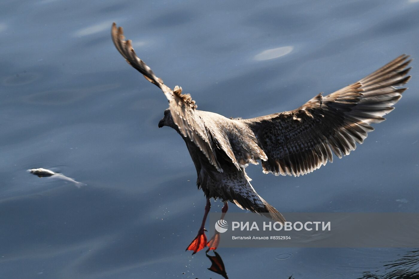 Зимовка краснокнижных орланов и полярных чаек во Владивостоке