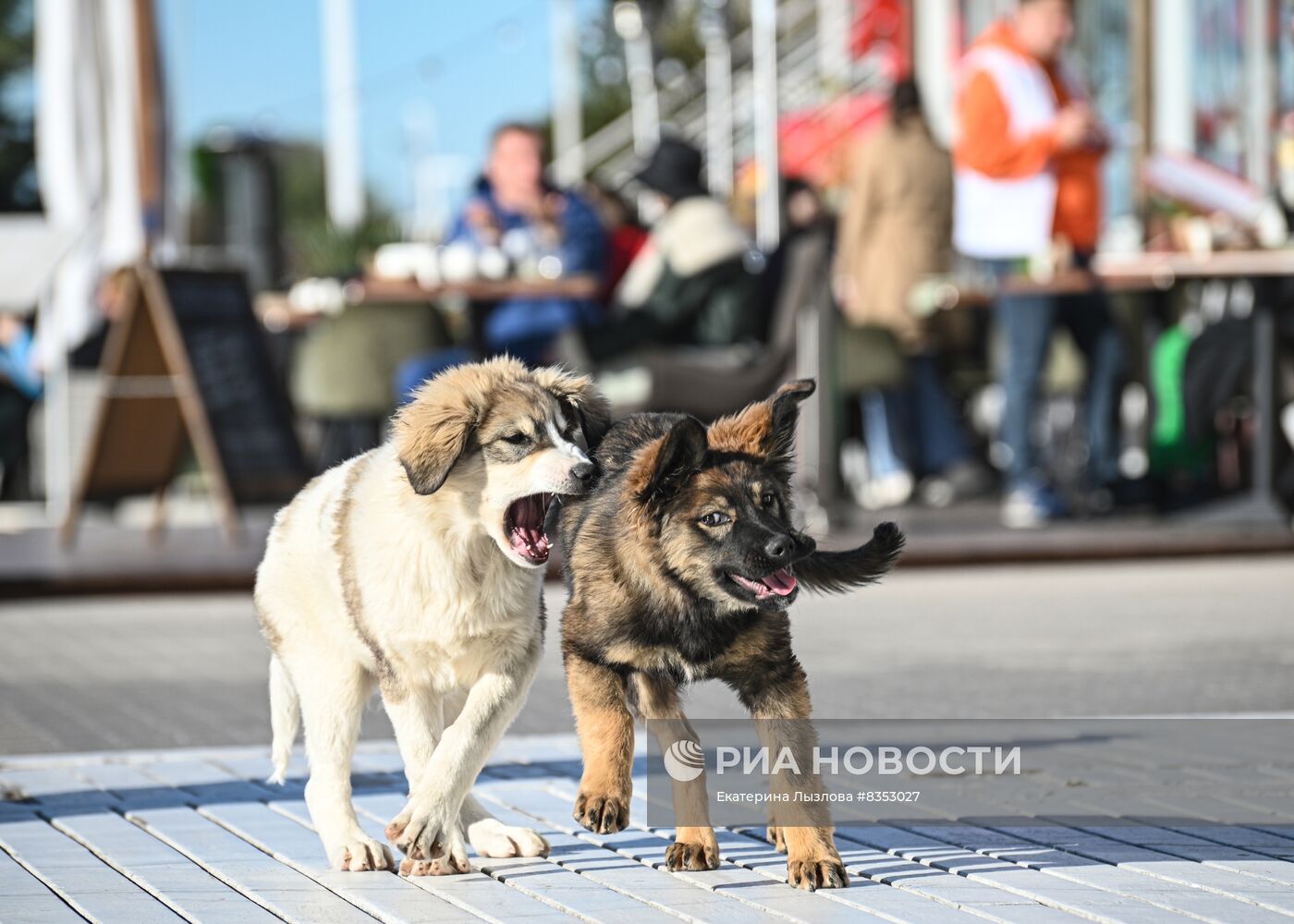 Зимние пляжи открылись в Сочи