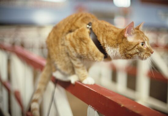 Первая выставка-фестиваль клуба любителей животных "ФАУНА"