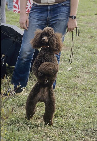 Первая выставка-фестиваль клуба любителей животных "ФАУНА"