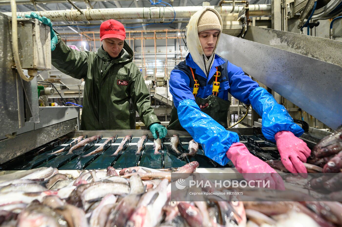 Рыбоперерабатывающий завод на острове Шикотан