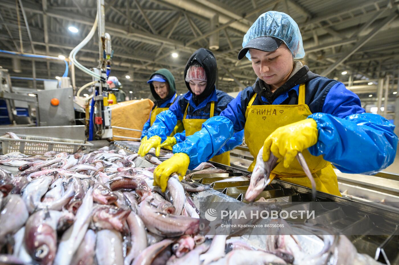 Рыбоперерабатывающий завод на острове Шикотан | РИА Новости Медиабанк