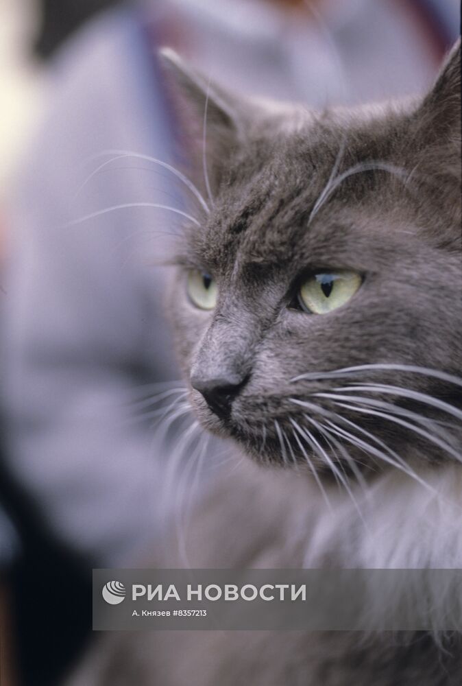 Выставка-фестиваль клуба любителей животных "ФАУНА"