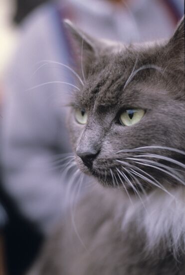 Выставка-фестиваль клуба любителей животных "ФАУНА"