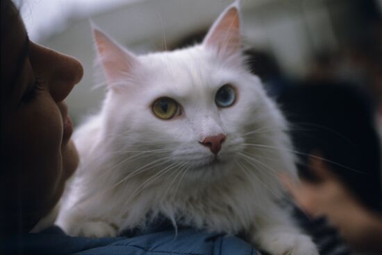 Выставка-фестиваль клуба любителей животных "ФАУНА"