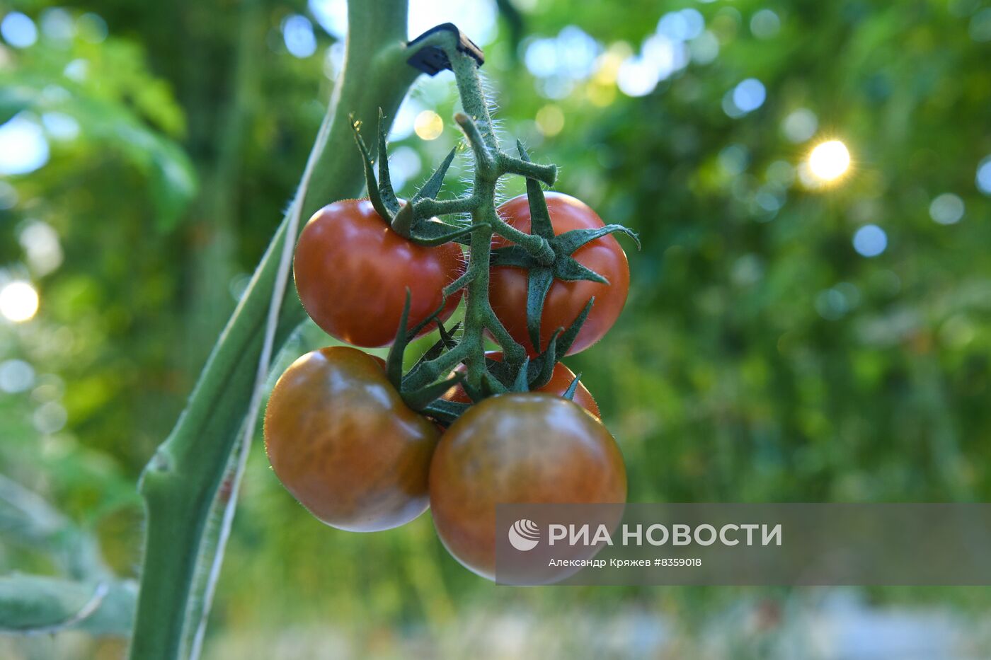 Агрокомплекс "Сады Гиганта" в Новосибирской области
