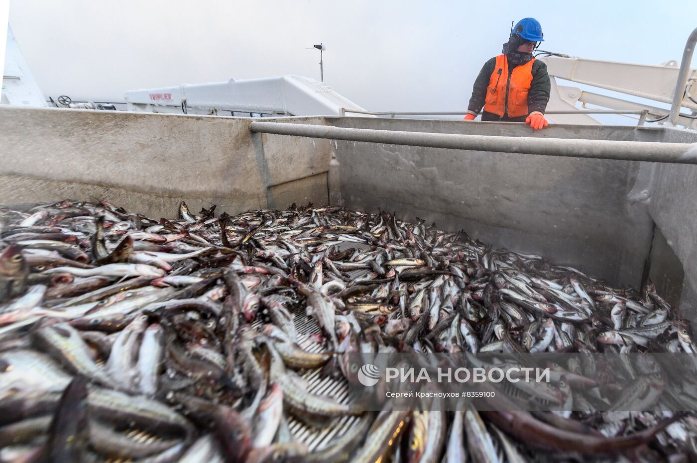 Добыча минтая на Курилах