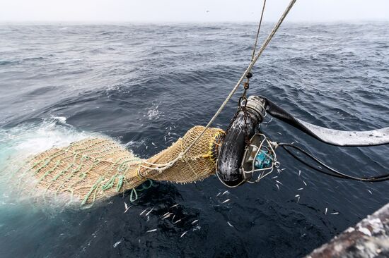 Добыча минтая на Курилах