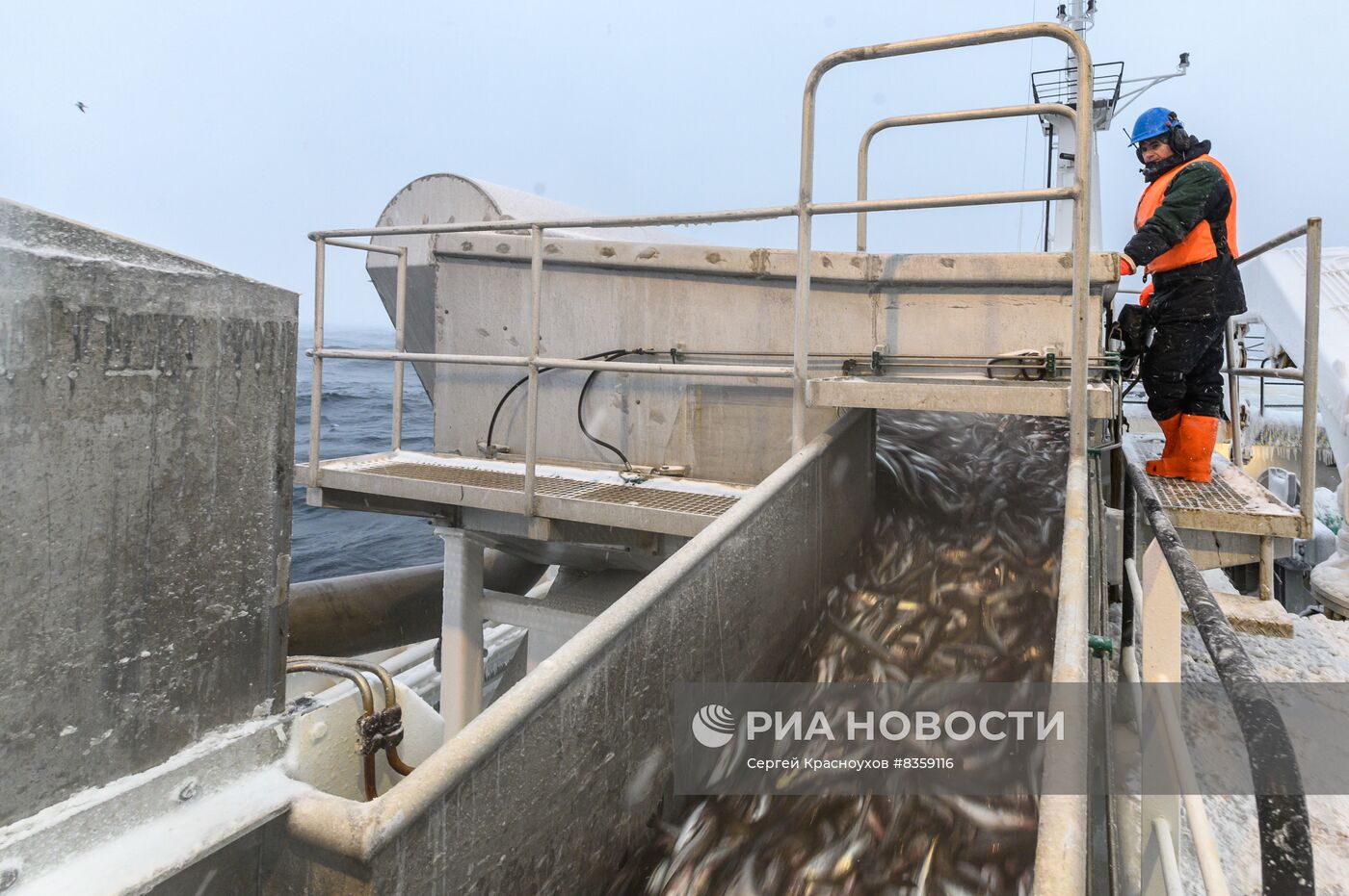 Добыча минтая на Курилах