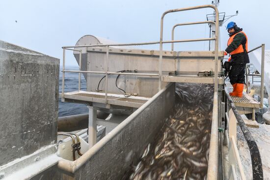 Добыча минтая на Курилах