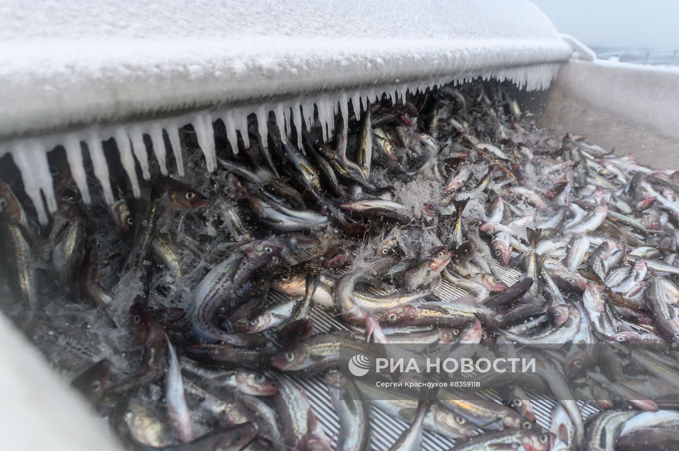 Добыча минтая на Курилах