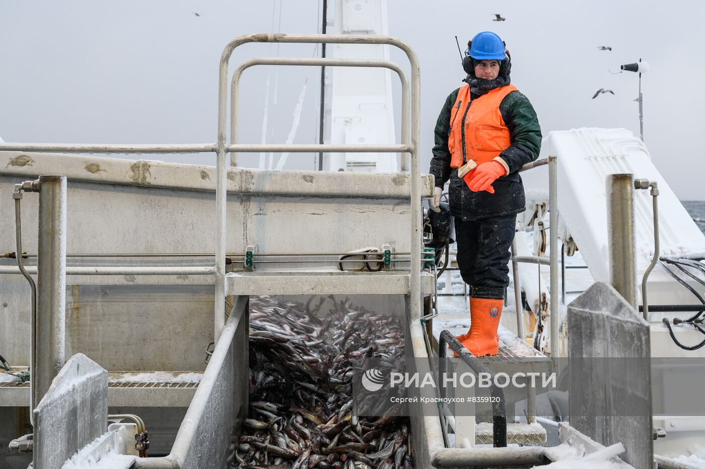 Добыча минтая на Курилах