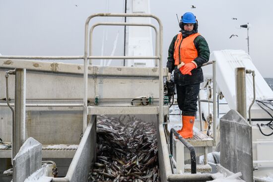 Добыча минтая на Курилах