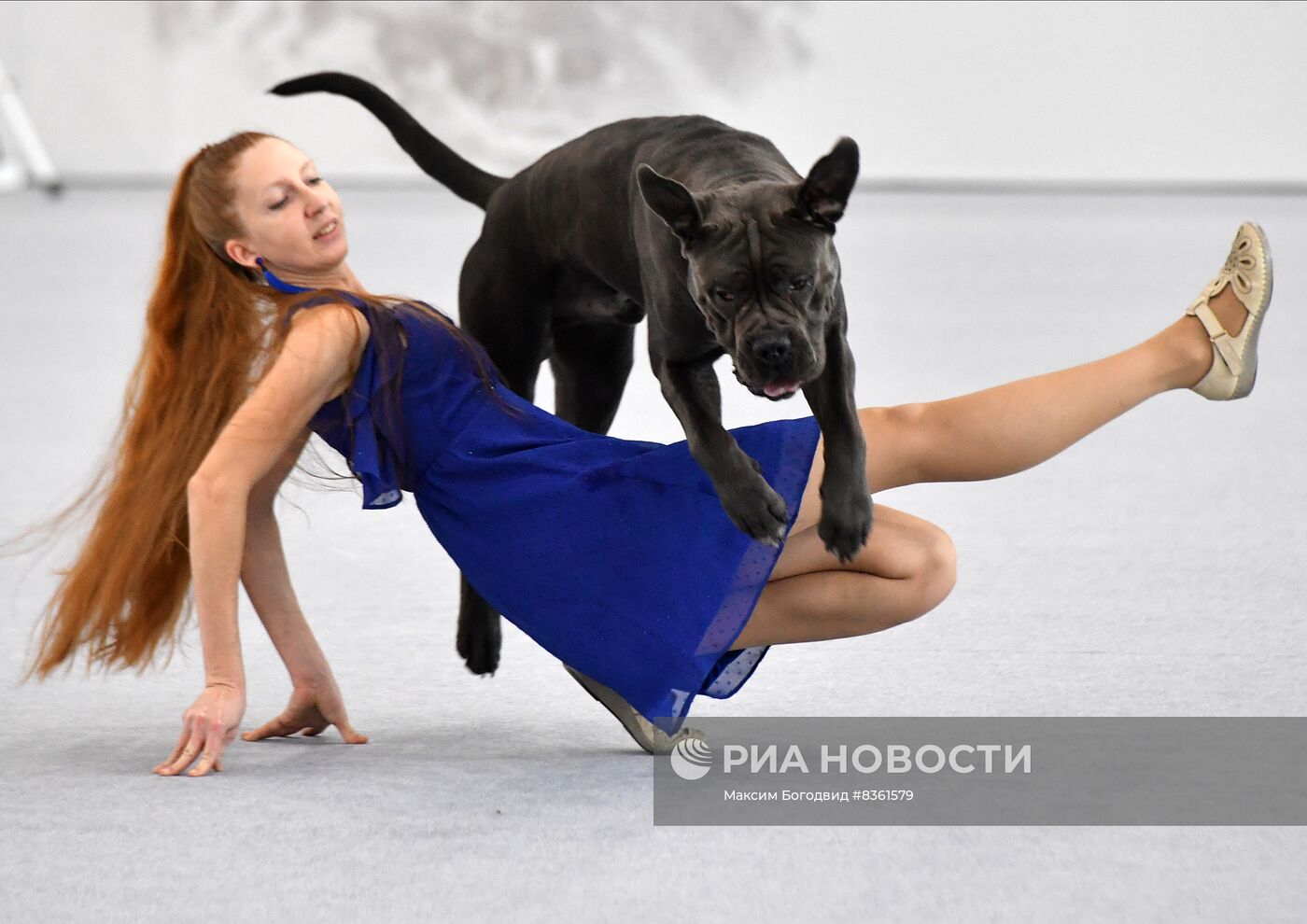 Национальная выставка собак в Казани