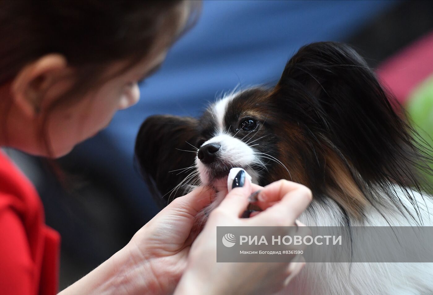 Национальная выставка собак в Казани