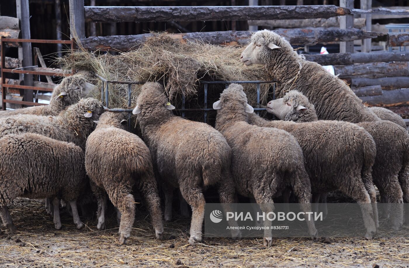 Разведение скота в Тамбовской области