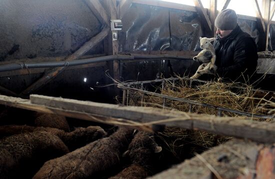 Разведение скота в Тамбовской области