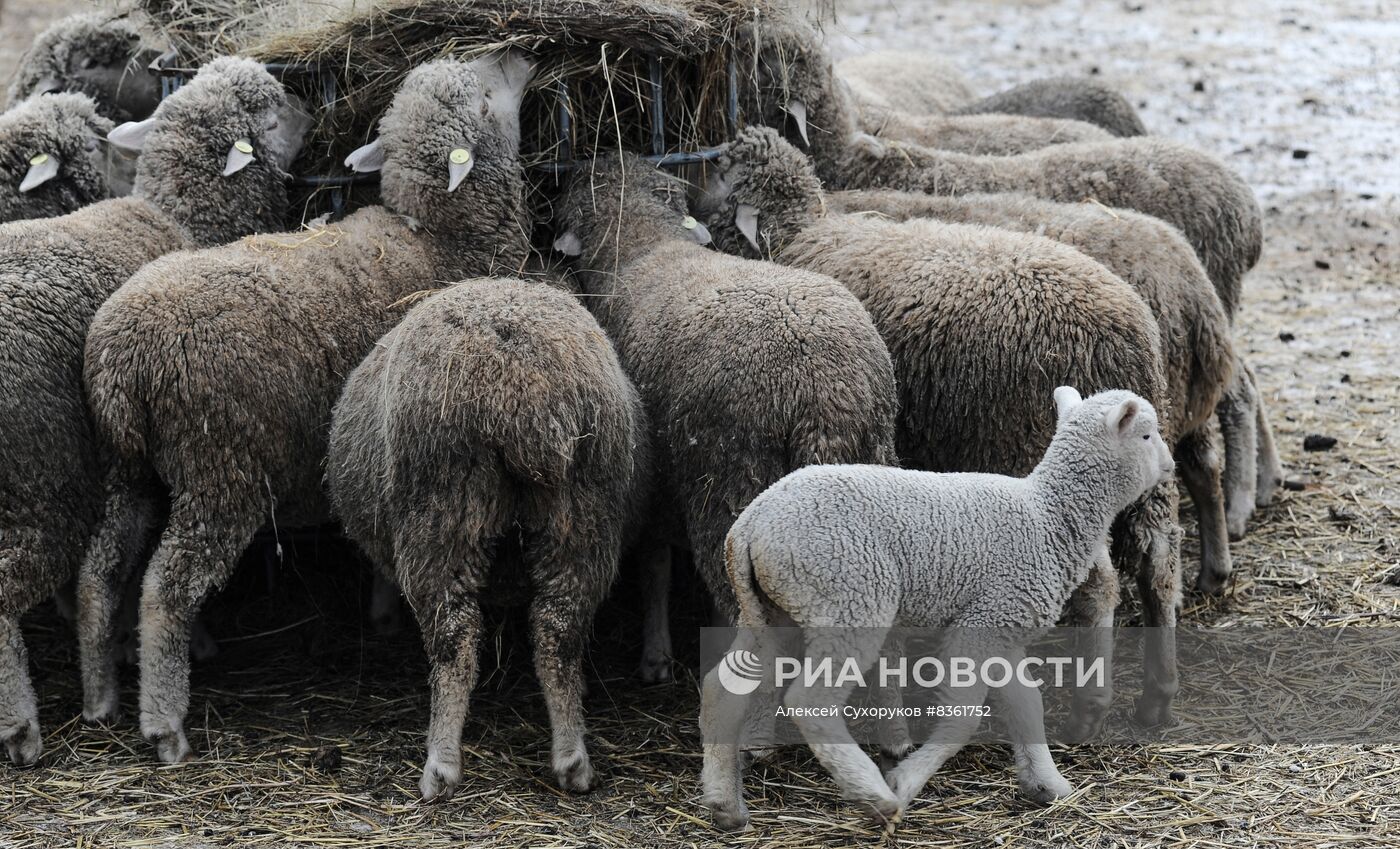 Разведение скота в Тамбовской области