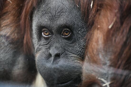 Московский зоопарк