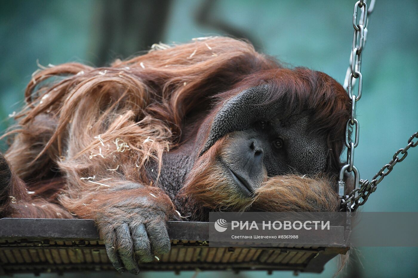 Московский зоопарк