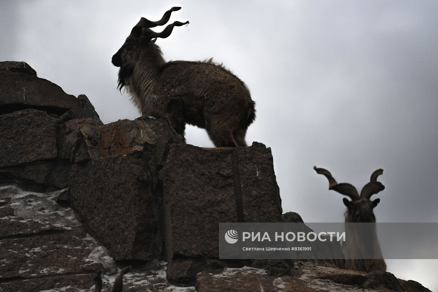 Московский зоопарк