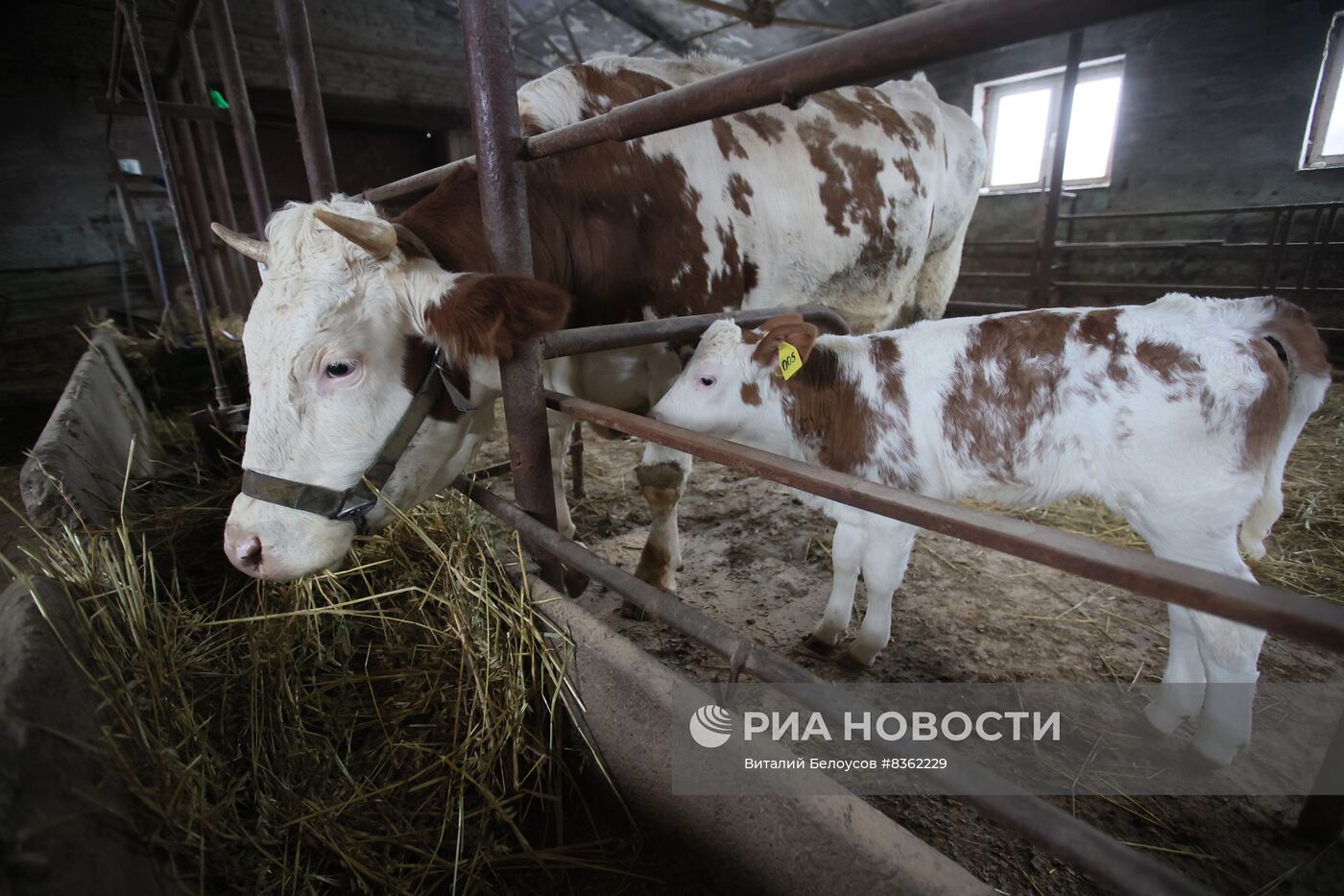 Теленок родился у клонированной коровы в Подмосковье