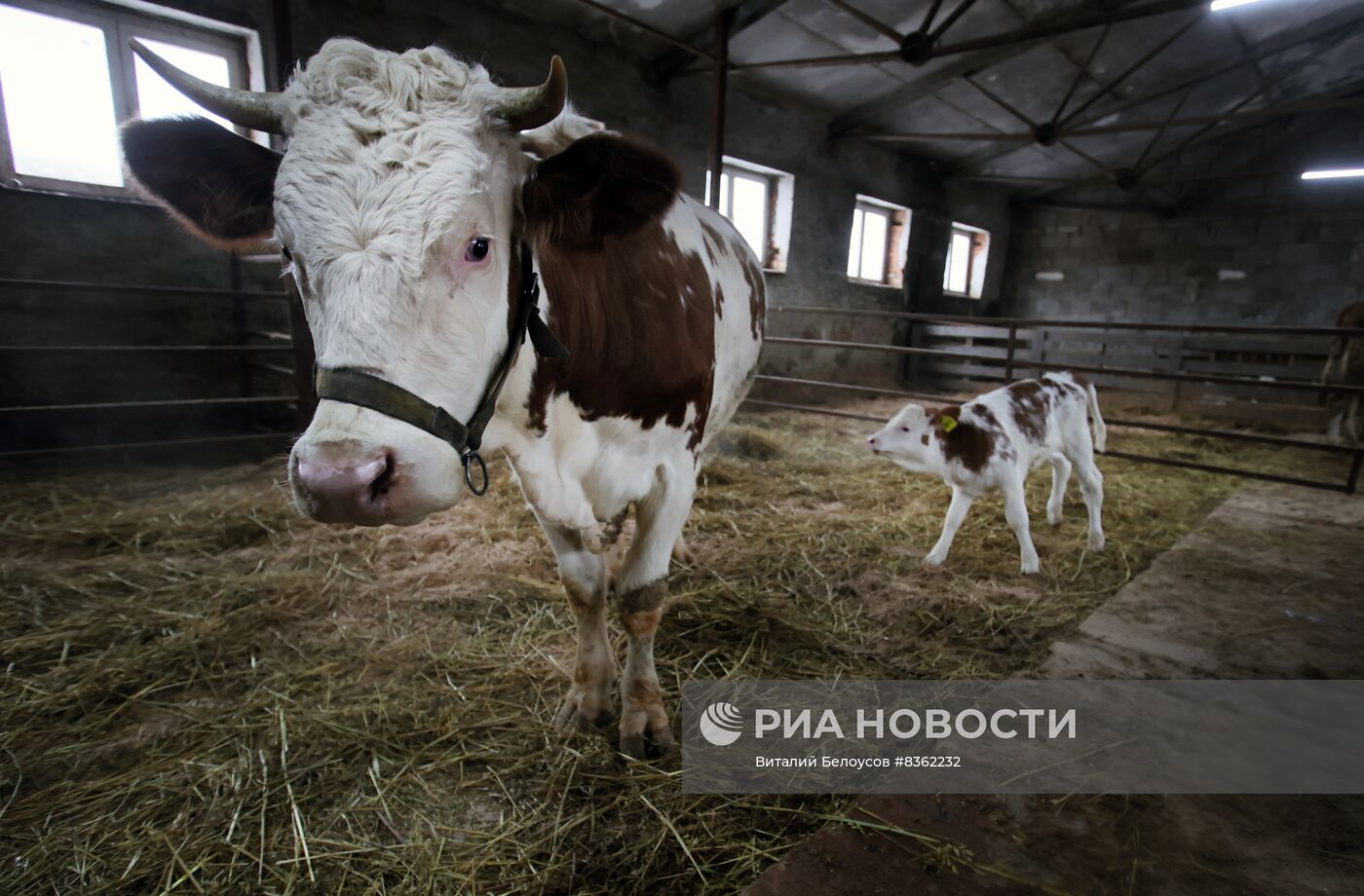 Теленок родился у клонированной коровы в Подмосковье