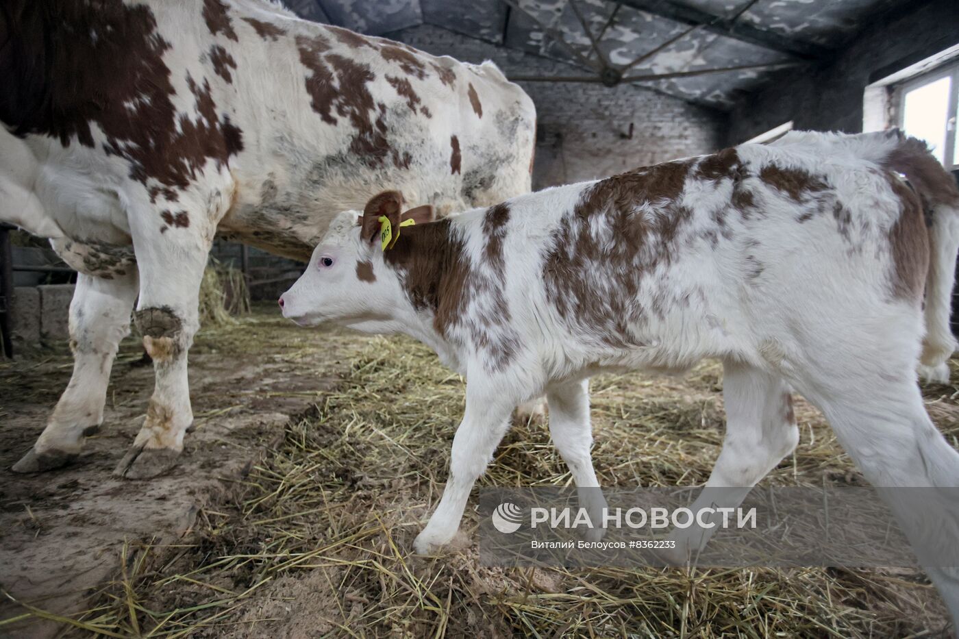 Теленок родился у клонированной коровы в Подмосковье