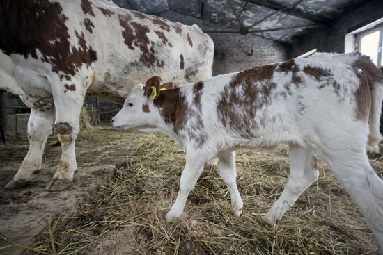 Теленок родился у клонированной коровы в Подмосковье