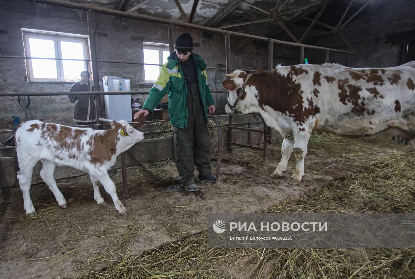 Теленок родился у клонированной коровы в Подмосковье