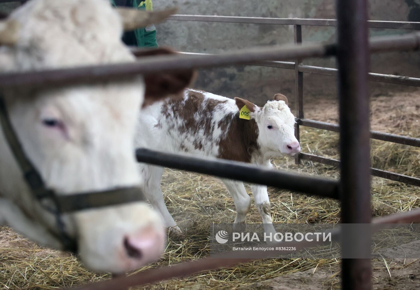 Теленок родился у клонированной коровы в Подмосковье