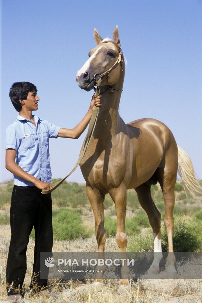 Ашхабадский племенной конный завод "Комсомол"
