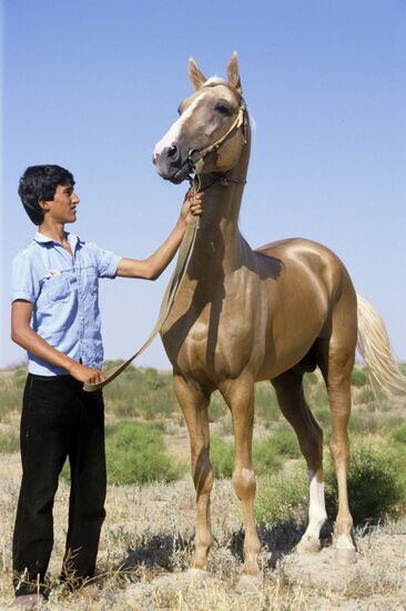 Ашхабадский племенной конный завод "Комсомол"