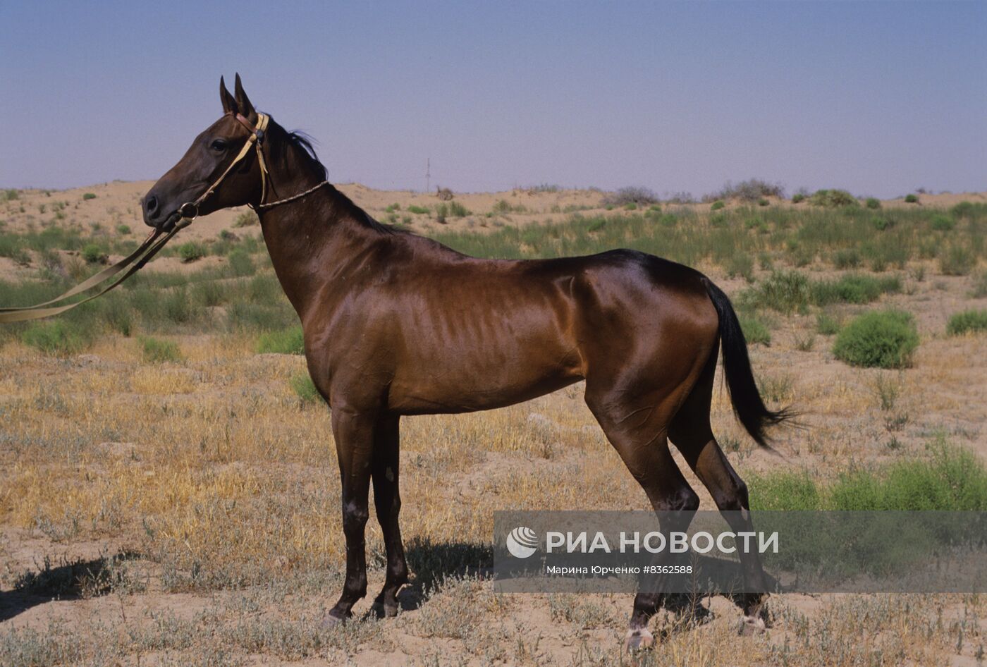 Ашхабадский племенной конный завод "Комсомол"