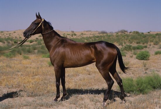 Ашхабадский племенной конный завод "Комсомол"