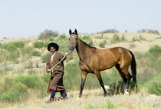 Ашхабадский племенной конный завод "Комсомол"