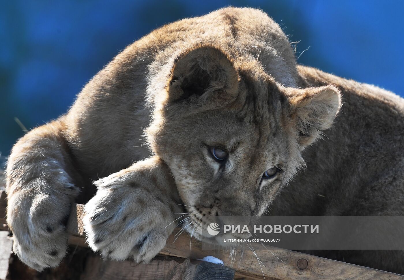 Три африканских львёнка во Владивостоке