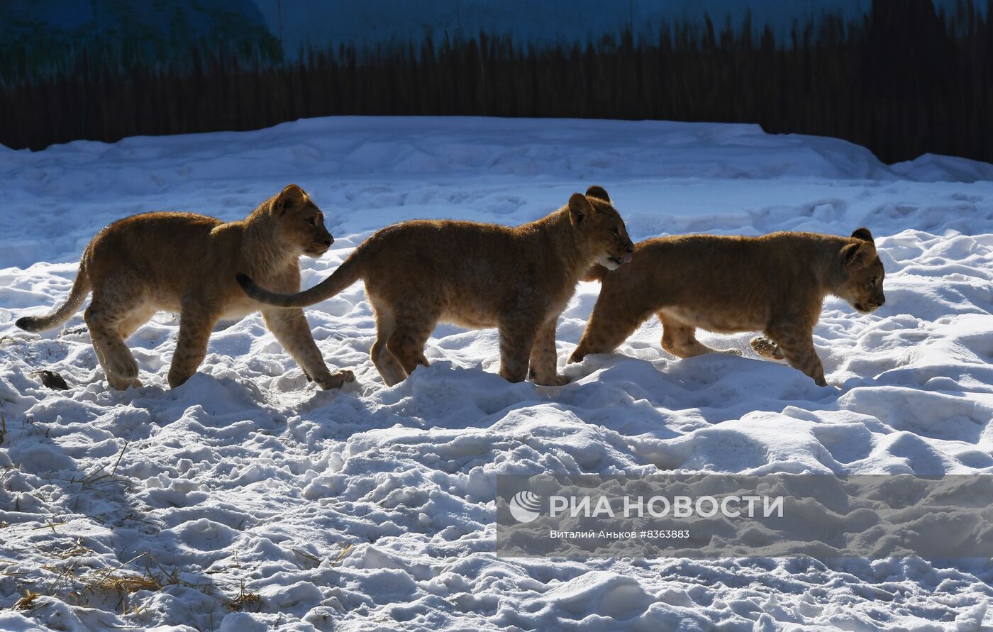 Три африканских львёнка во Владивостоке