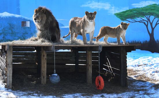 Три африканских львёнка во Владивостоке