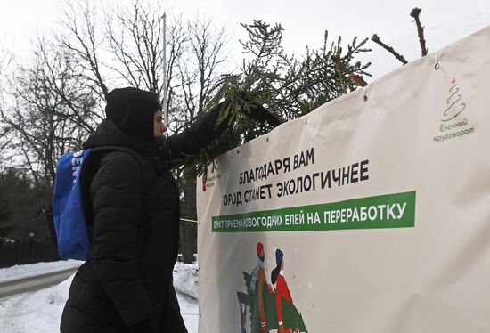 Переработка и утилизация новогодних елей