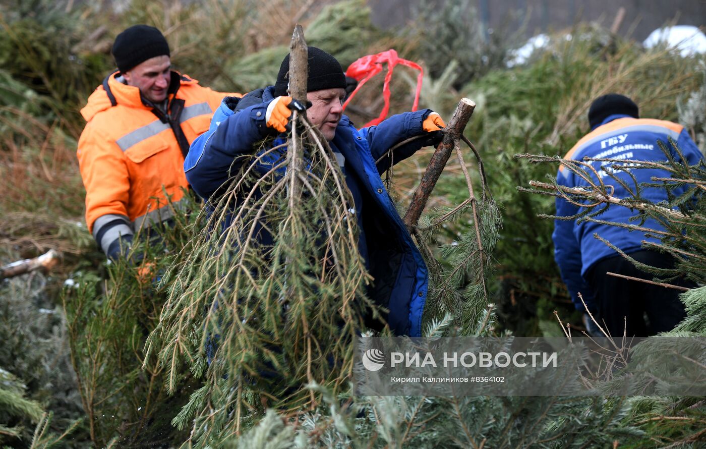 Переработка и утилизация новогодних елей